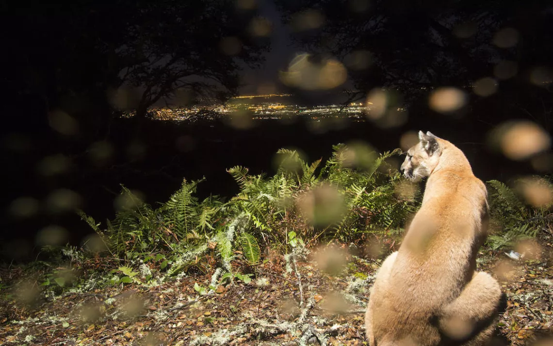 Can Wildlife Corridors Save Mountain Lions Sierra Club